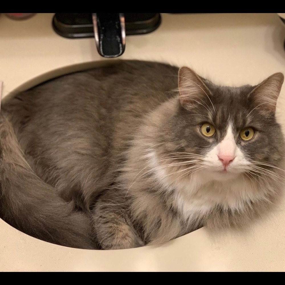 Lucifer! (Lucy Fur Fur)